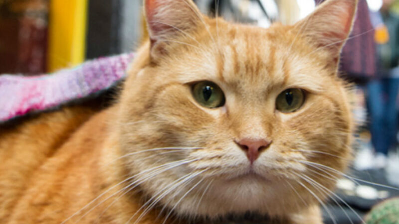 Addio al gatto Bob, protagonista di libri e film