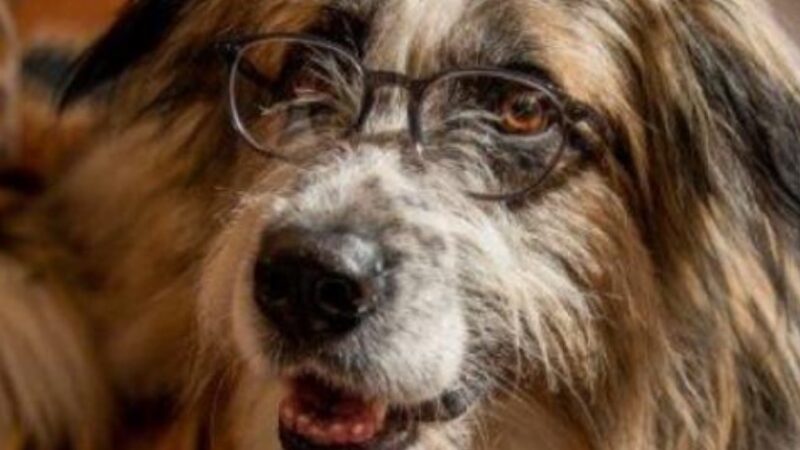 Animal Spot Milano: l’agenzia che con passione e cura segue gli “animali attori”
