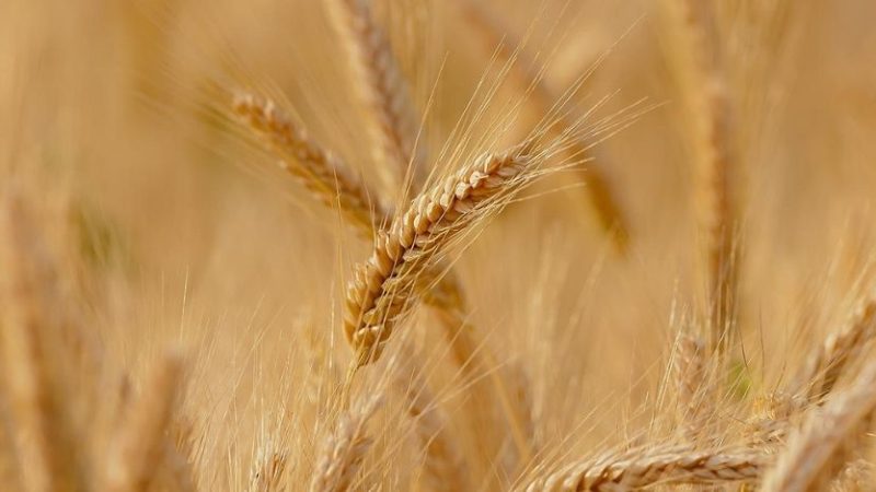 Crisi del grano, l’Unione Europea al lavoro per una soluzione