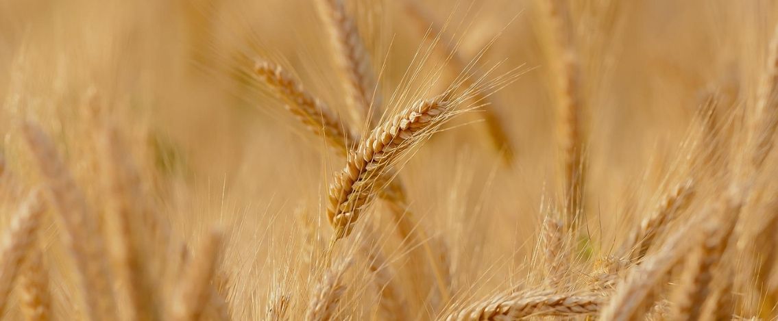 Crisi del grano, l’Unione Europea al lavoro per una soluzione