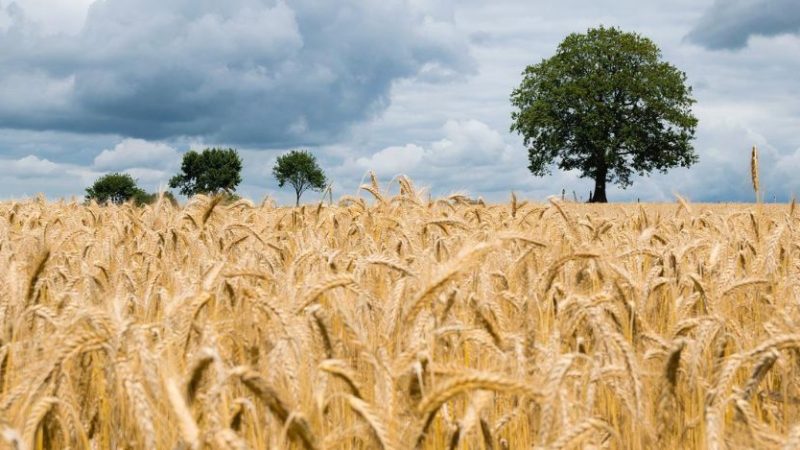Grano dall’Ucraina, la guerra potrebbe influire su una crisi alimentare