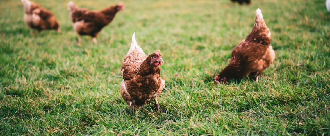 Allarme Aviaria, l’Italia è il secondo paese più colpito in Europa