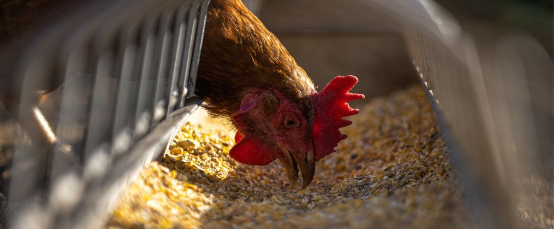 Aviaria, forte attenzione per un focolaio in Lomellina