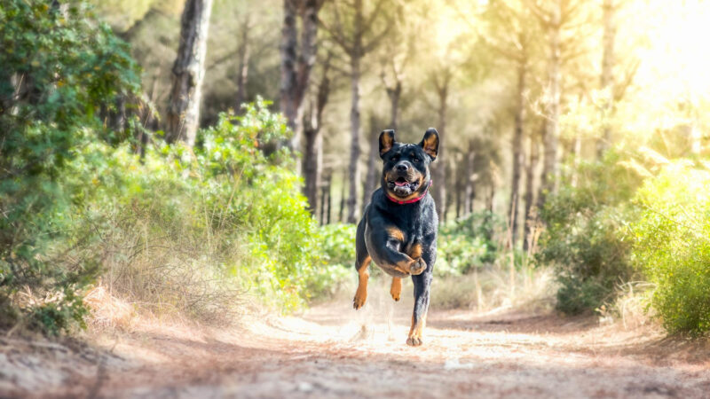 Modenese, donna aggredita e uccisa dai suoi cani