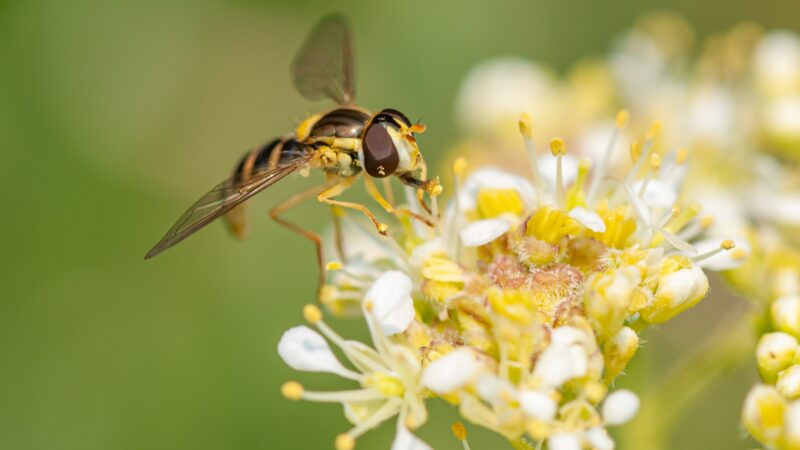 Donati gli organi del bimbo morto per la puntura di un calabrone