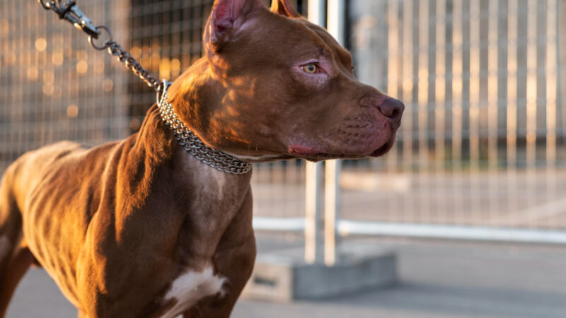 Short news, dall’Italia e dal mondo: le notizie del 22 aprile in un click